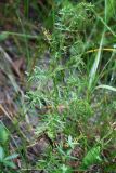 Artemisia laciniata. Прикорневой лист. Алтай, окр. пос. Манжерок, берег Катуни. 22.08.2009.