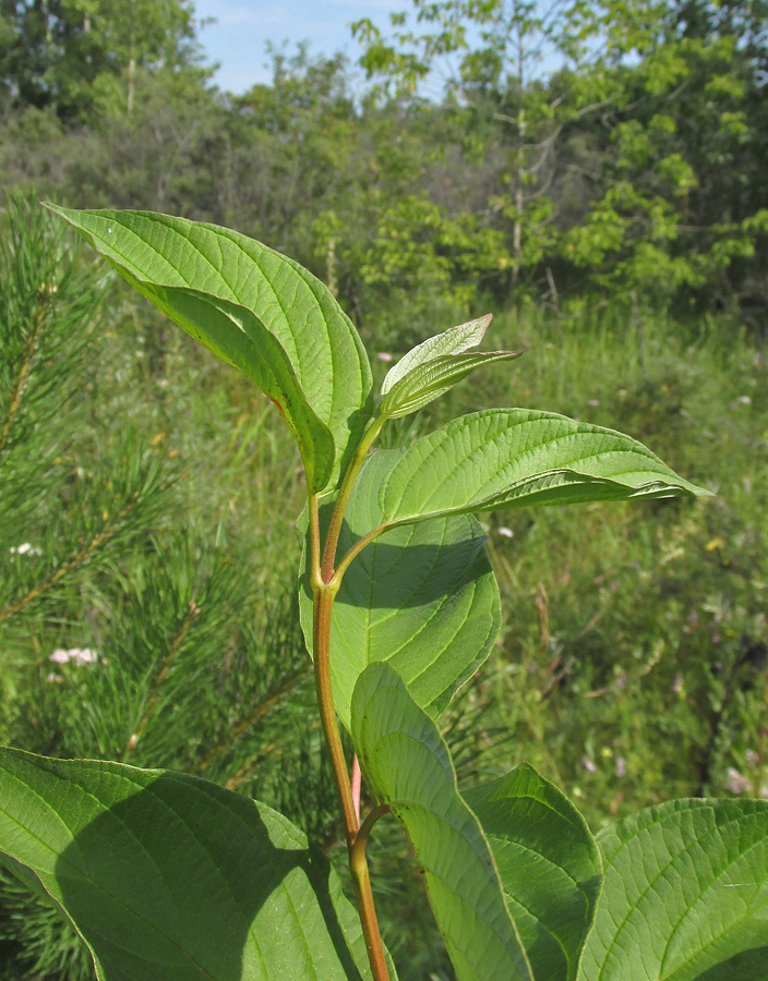 Image of Swida alba specimen.