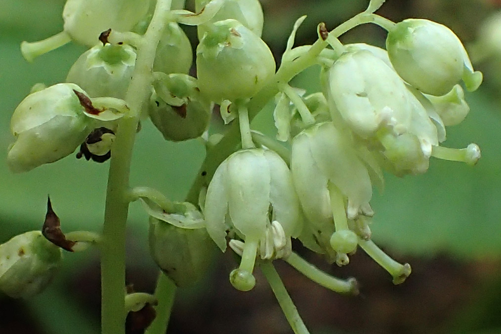 Изображение особи Orthilia secunda.