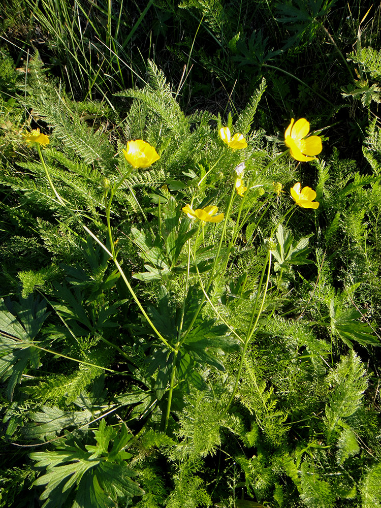 Изображение особи род Ranunculus.