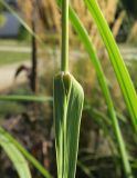 Spartina pectinata