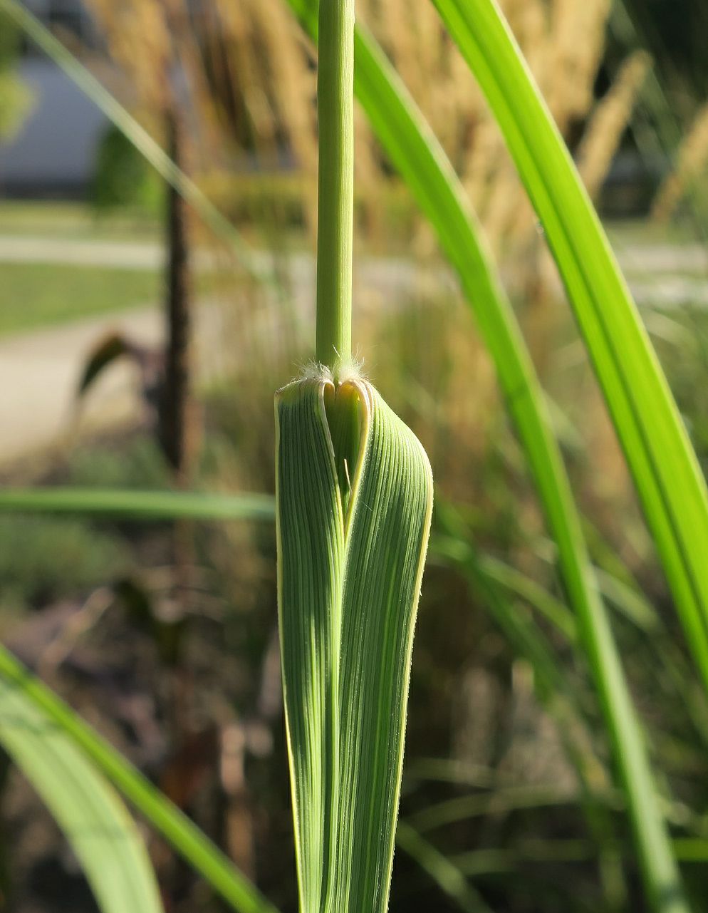 Изображение особи Spartina pectinata.