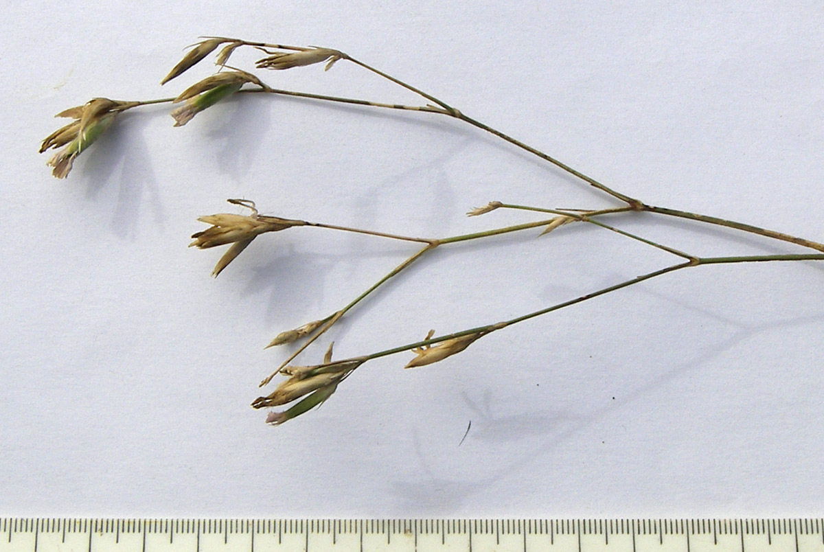 Изображение особи Dianthus pallens.