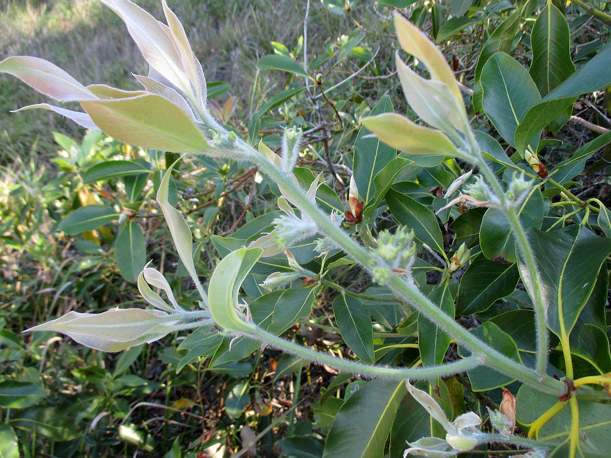 Image of Lophostemon confertus specimen.