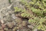 Sedum pallidum