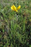 Tulipa biebersteiniana. Цветущее растение. Крым, Керченский п-ов, окр. с. Бондаренково. 1 мая 2010 г.