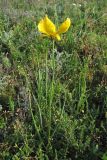 Tulipa biebersteiniana