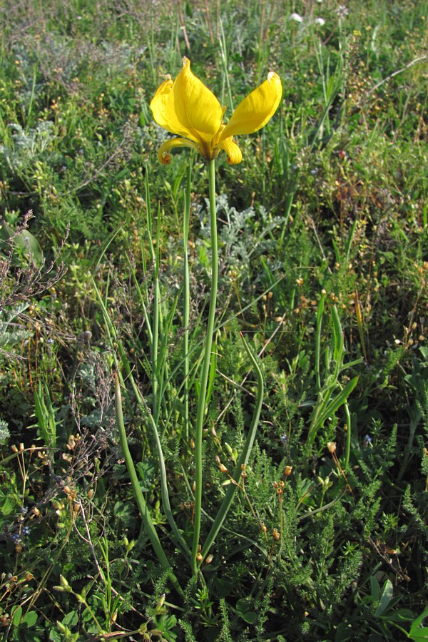 Image of Tulipa biebersteiniana specimen.