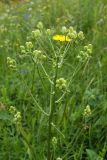 Crepis biennis