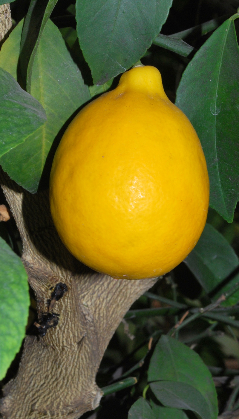 Image of Citrus limon specimen.