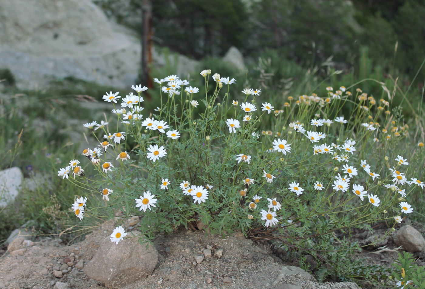 Изображение особи Pyrethrum glanduliferum.