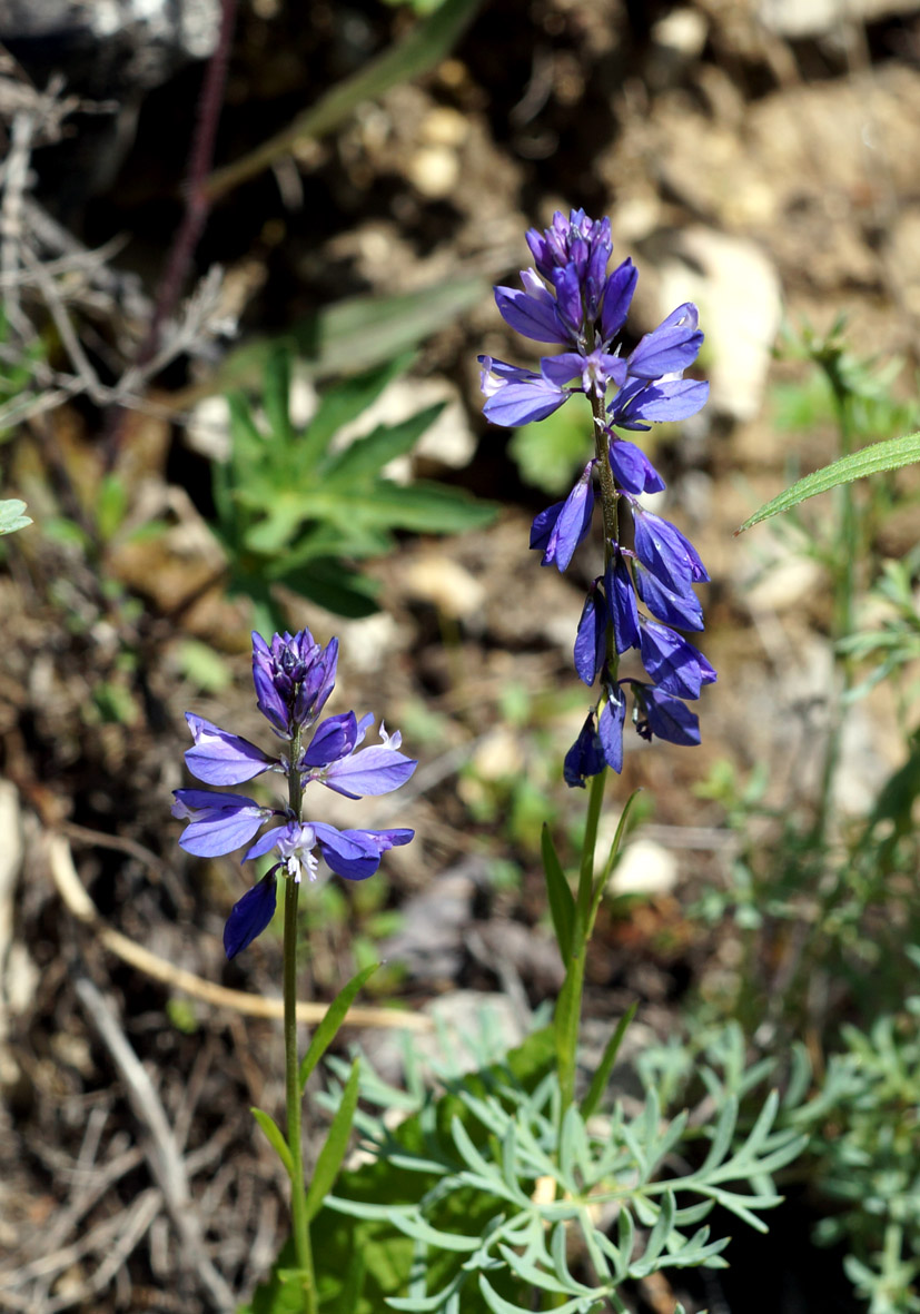 Image of Polygala hybrida specimen.