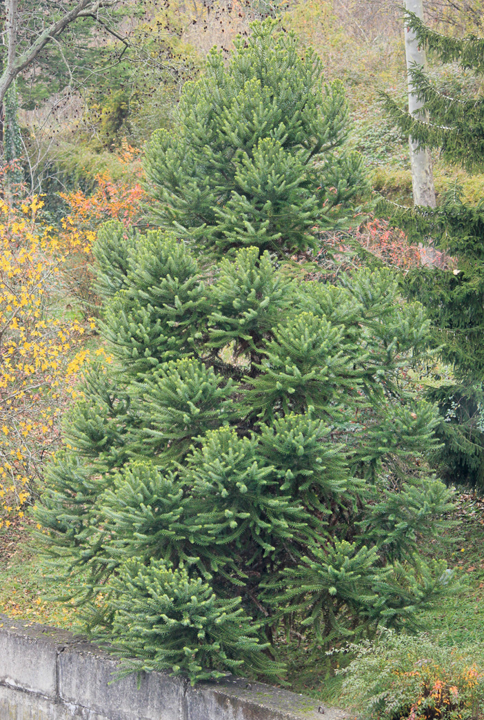 Изображение особи Araucaria angustifolia.