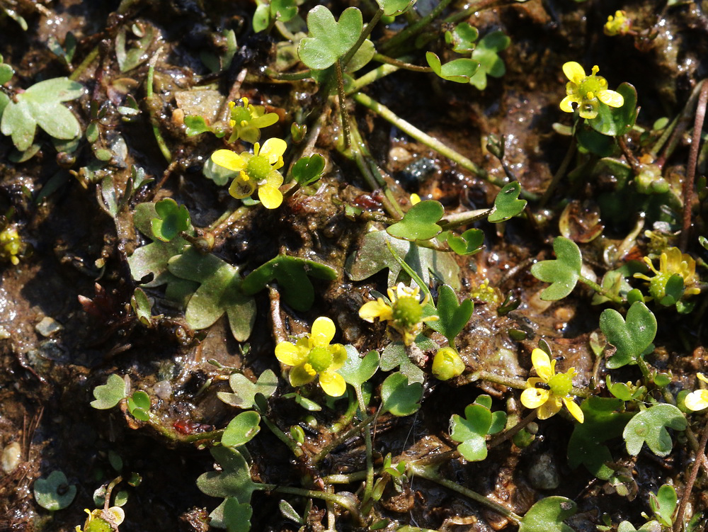Image of Ranunculus hyperboreus specimen.
