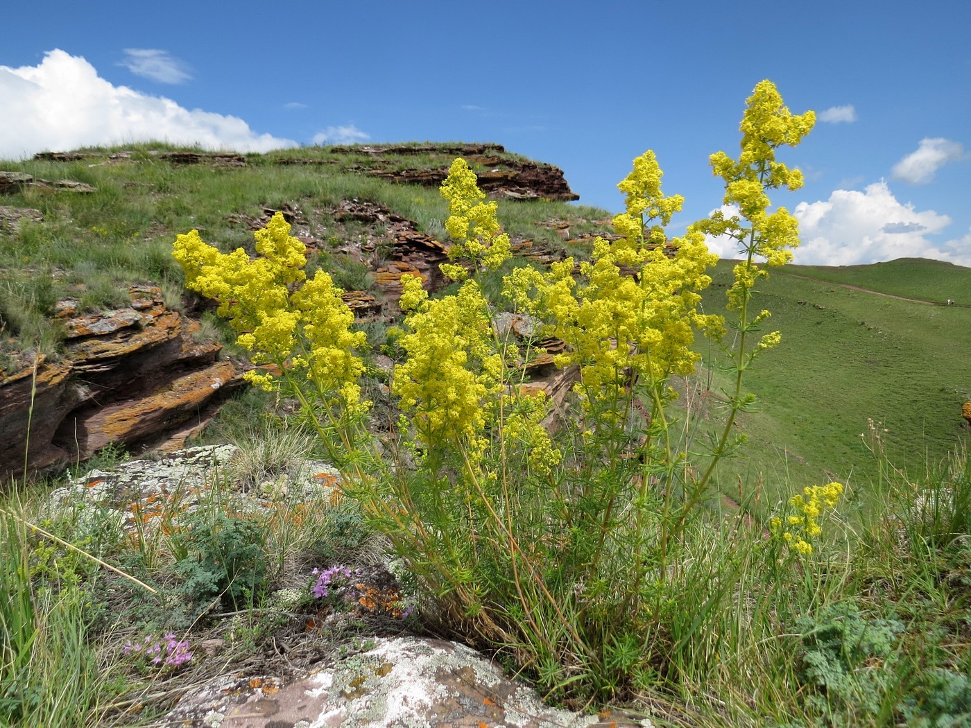 Image of Galium verum specimen.