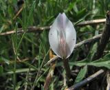Astragalus ucrainicus. Цветок. Украина, Донецкая обл., Ясиноватский р-н, окр. пос. Карловка, песчаная степь. 09.05.2010.