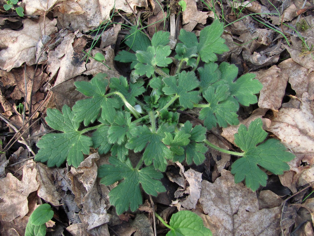 Image of Ranunculus constantinopolitanus specimen.