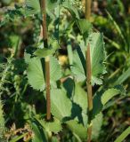 Eryngium planum. Средние части расцветающих побегов. Восточный Казахстан, г. Усть-Каменогорск, правый берег р. Иртыш, луг. 04.07.2017.