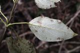 Populus trichocarpa. Часть побега (видна нижняя сторона листа). Москва, Главный ботанический сад им. Н.В. Цицина РАН, в культуре. 03.10.2017.