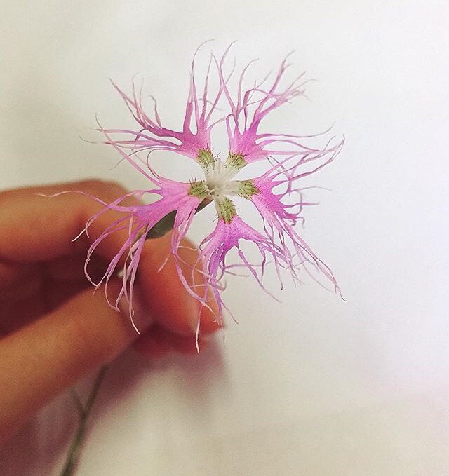 Изображение особи Dianthus superbus.