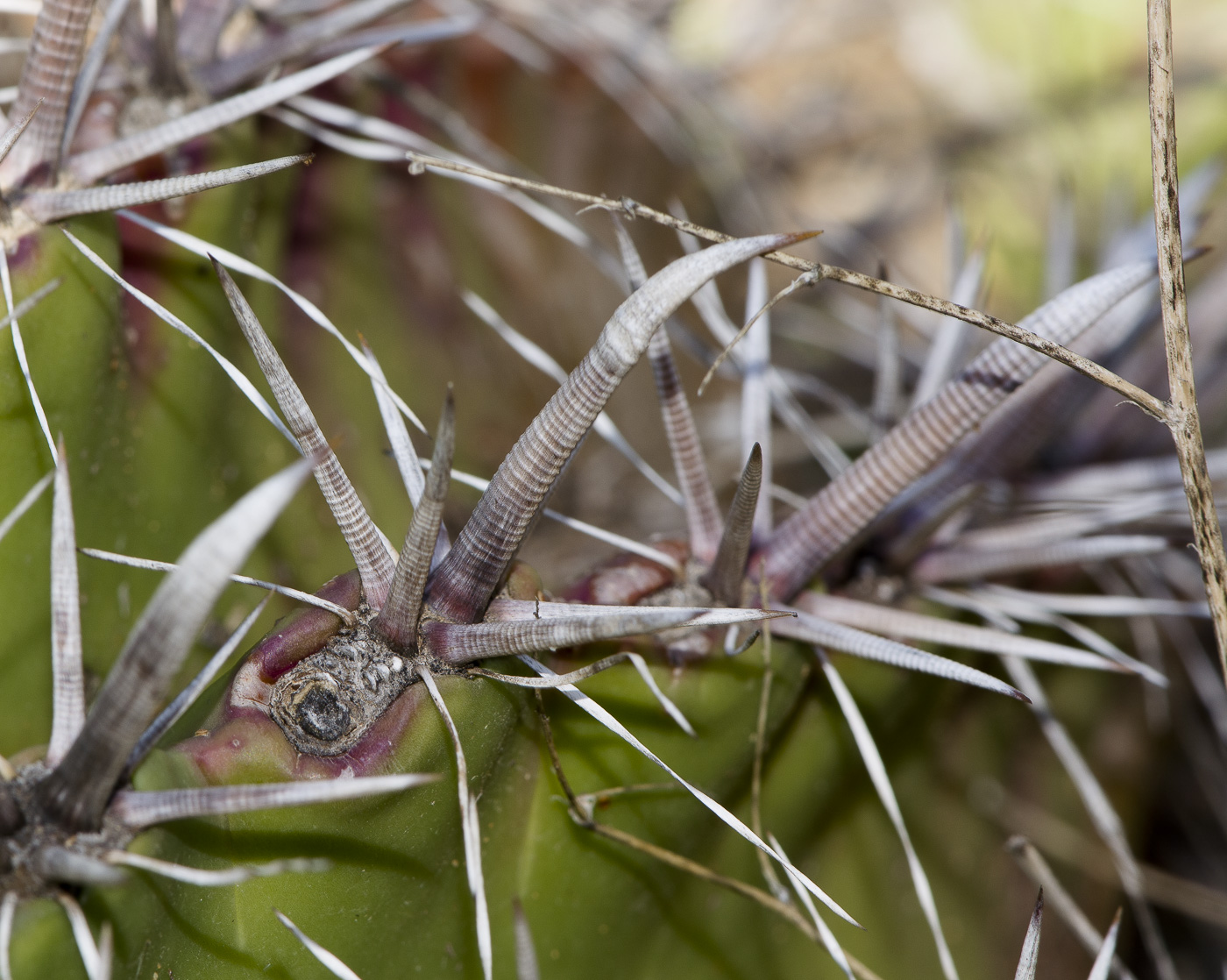 Изображение особи Ferocactus recurvus.