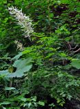 Aruncus sylvestris