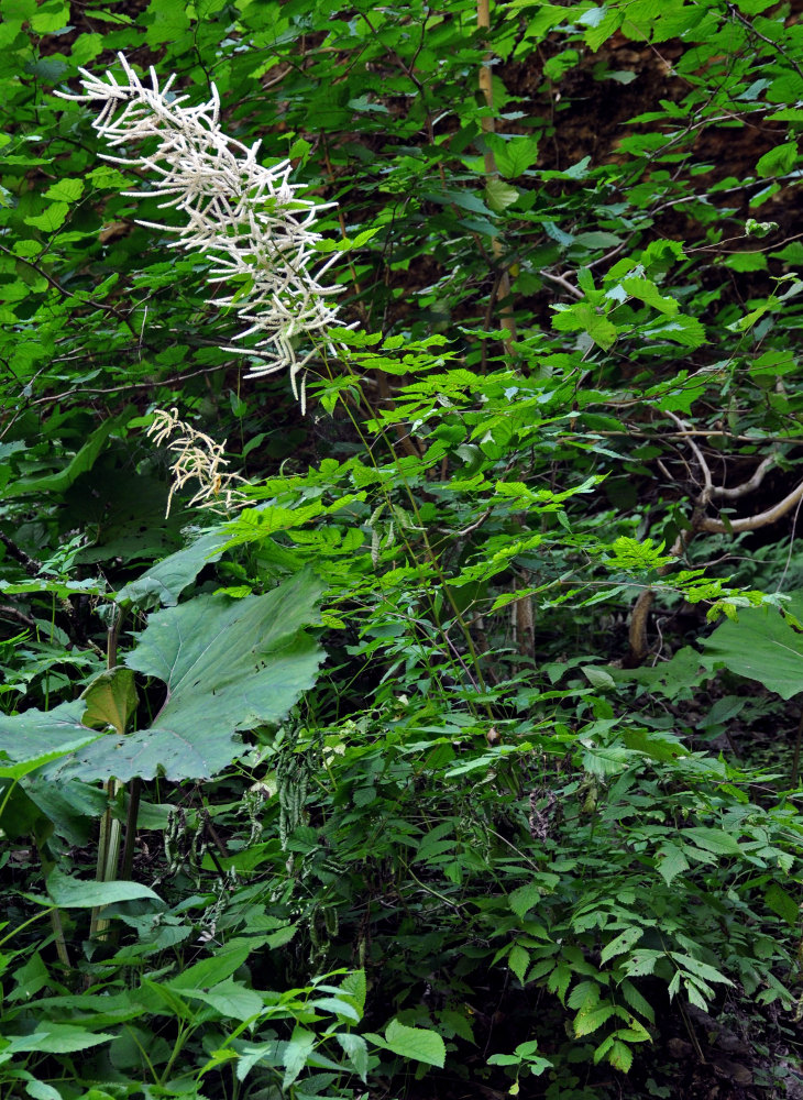 Image of Aruncus sylvestris specimen.