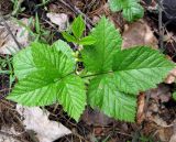 Rubus saxatilis. Молодое зацветающее растение (вид сверху). Украина, Киев, заказник \"Лесники\", боровая терраса Днепра. 5 мая 2010 г.