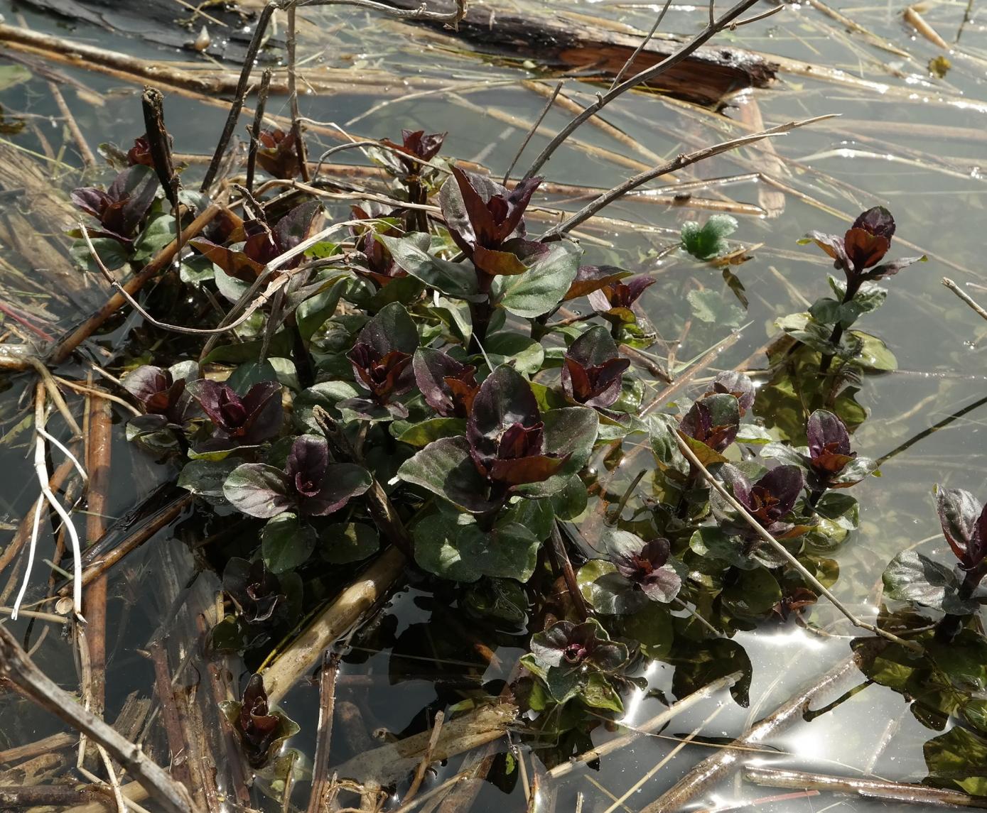 Image of genus Mentha specimen.