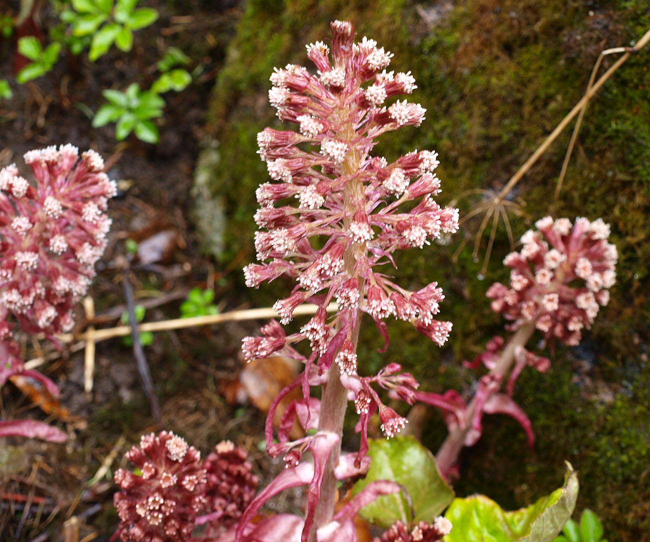 Image of Petasites hybridus specimen.