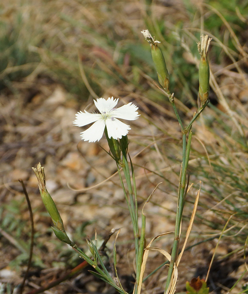 Изображение особи Dianthus ramosissimus.