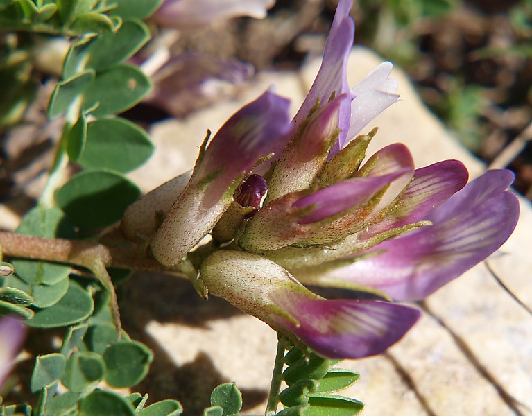 Изображение особи Astragalus buschiorum.