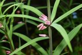 Polygonatum roseum