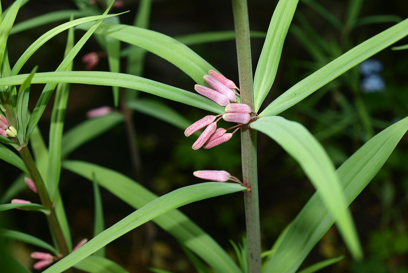 Image of Polygonatum roseum specimen.