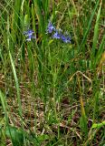 Veronica jacquinii