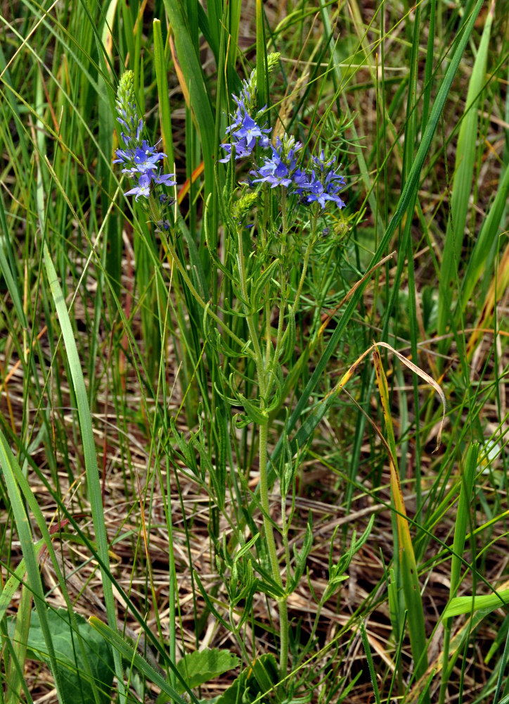 Image of Veronica jacquinii specimen.