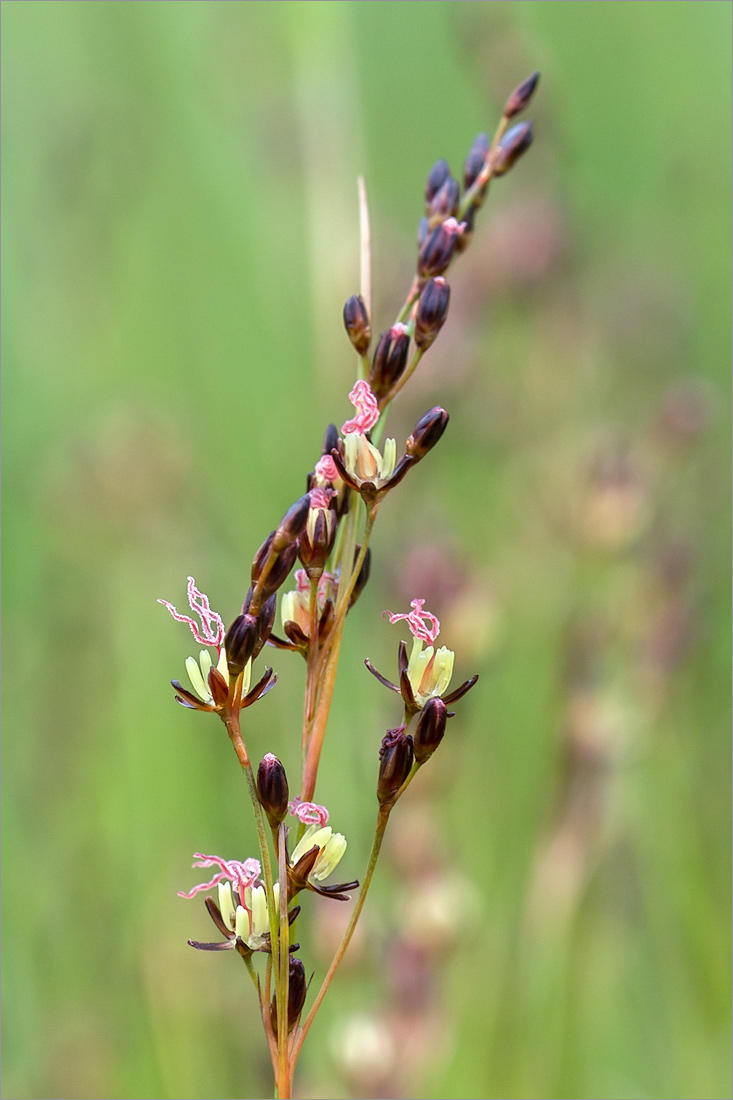 Image of Juncus gerardi specimen.