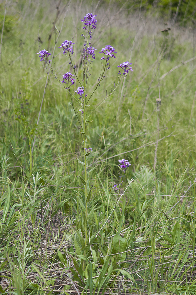 Image of Hesperis pycnotricha specimen.