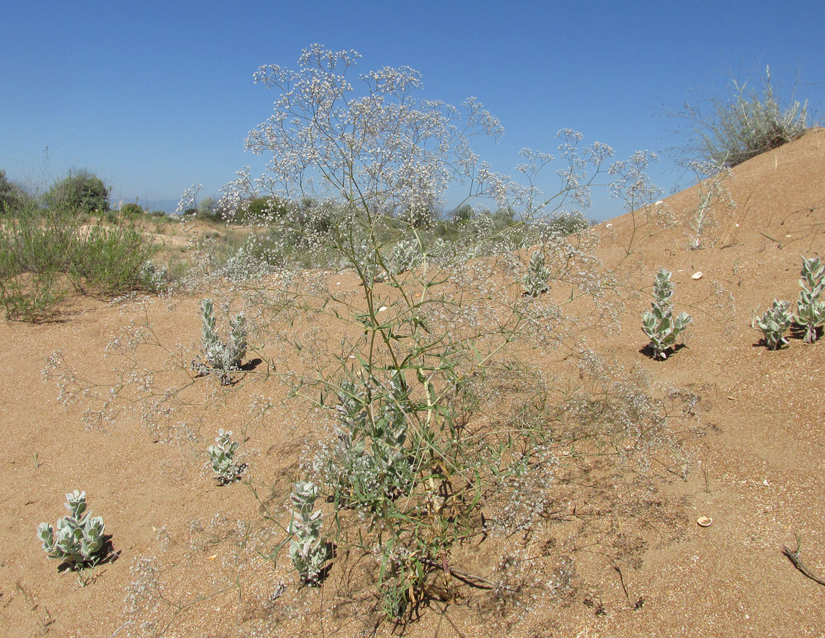 Image of Gypsophila paniculata specimen.
