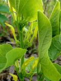 Aristolochia clematitis. Часть побега с соцветиями. Чувашия, окр. г. Шумерля, Кумашкинский заказник, Соколова поляна. 16 мая 2008 г.