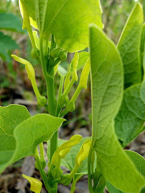 Image of Aristolochia clematitis specimen.