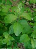 Salix aegyptiaca. Побеги. Азербайджан, Талыш, ущелье реки в нижнем горном поясе. 14.04.2010.