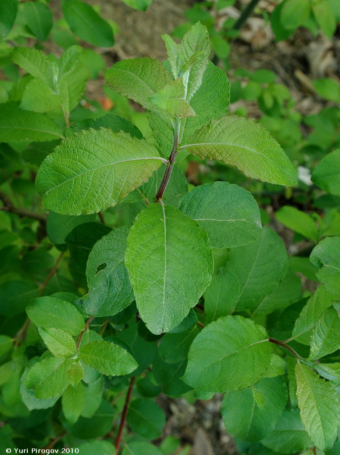 Image of Salix aegyptiaca specimen.