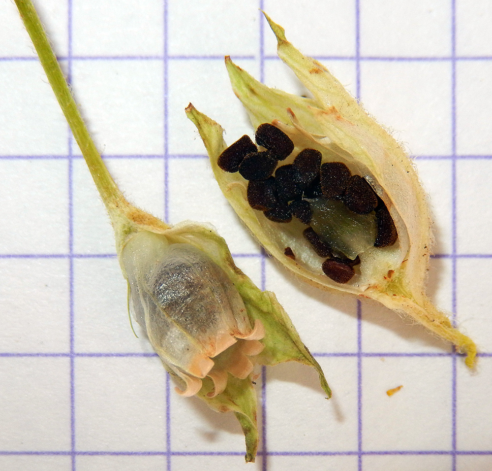 Image of Primula vulgaris specimen.