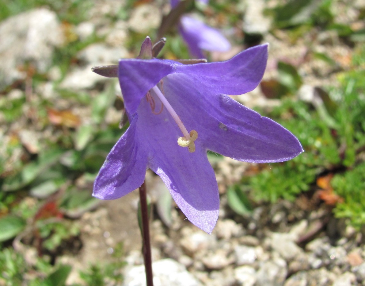 Изображение особи Campanula collina.