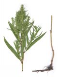 Rumex maritimus