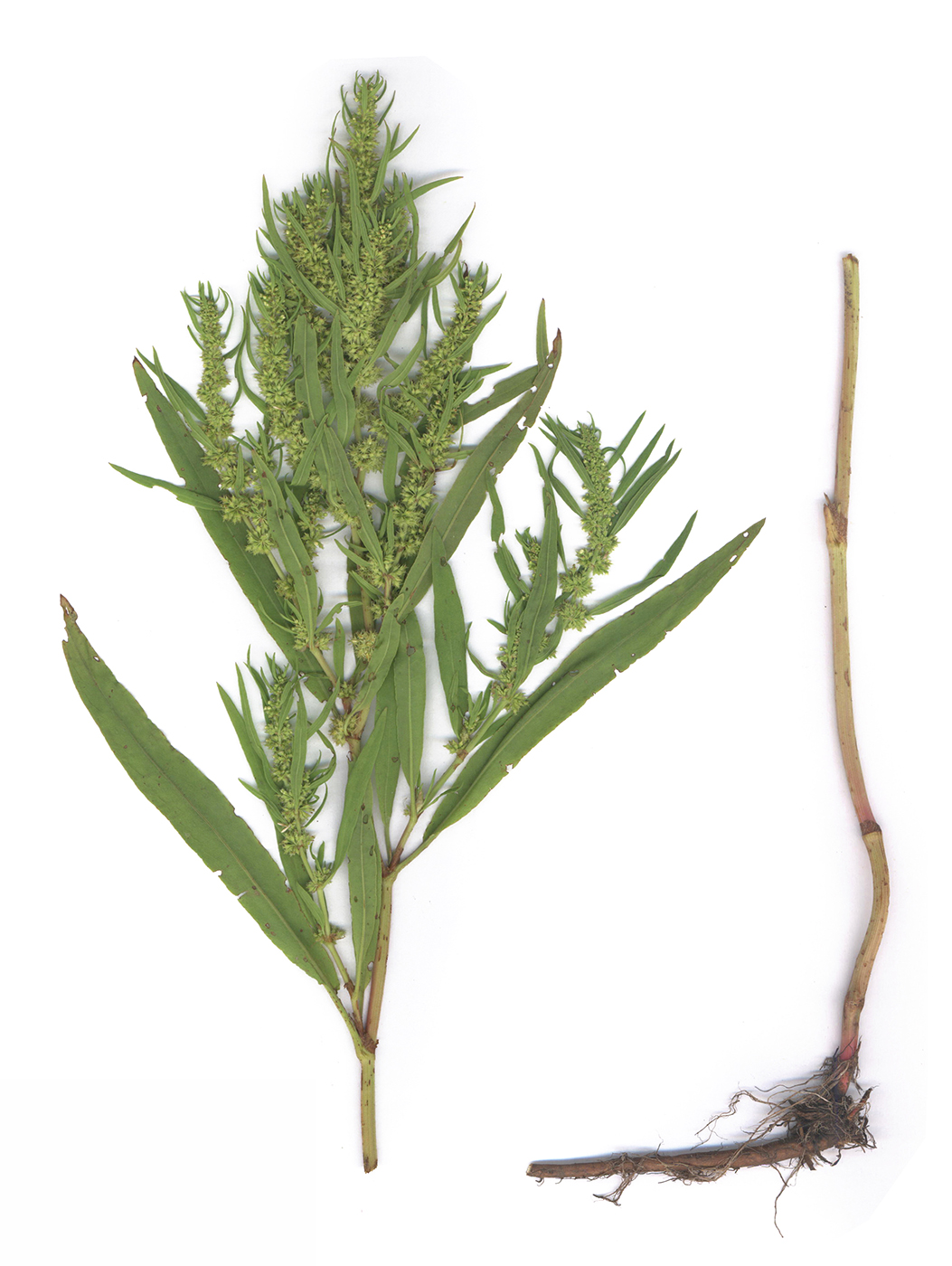 Image of Rumex maritimus specimen.