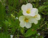 Polemonium carneum