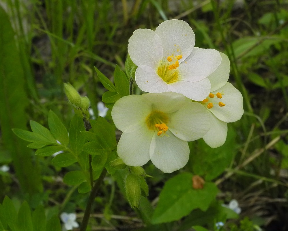 Изображение особи Polemonium carneum.