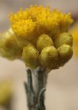 Helichrysum stoechas ssp. barrelieri